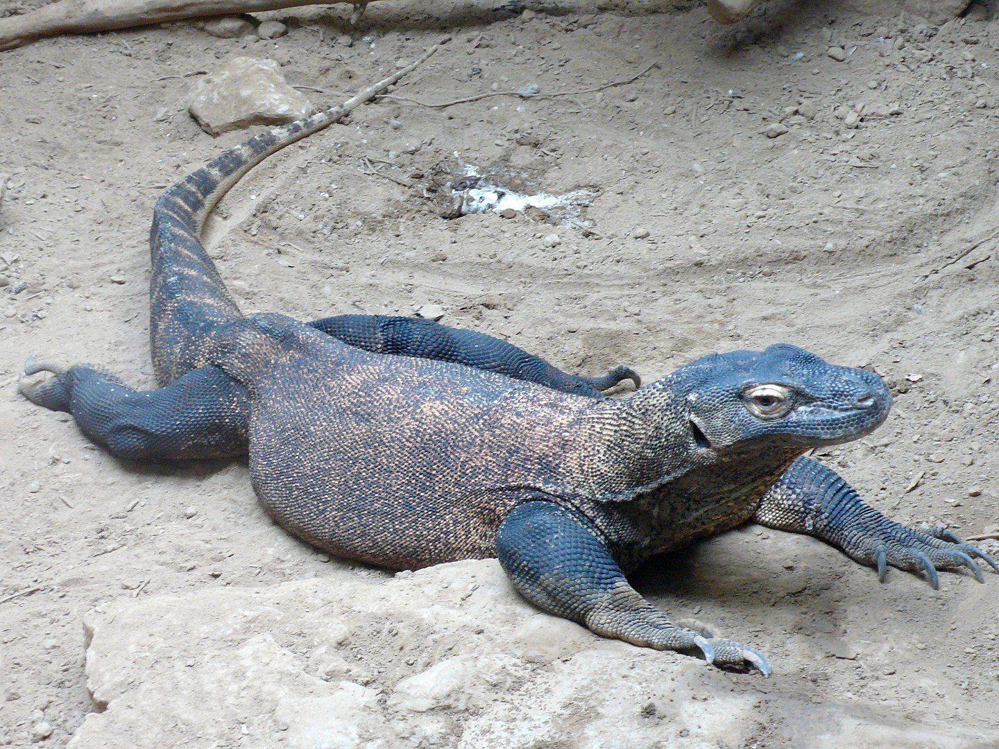 Dragón de Komodo, Varanus komodoensis, el más grande de los lagartos