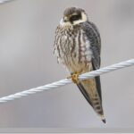 alcotan-falco-subbuteo