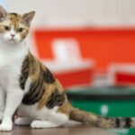 American Wirehair, bonita raza de gatos estadounidense