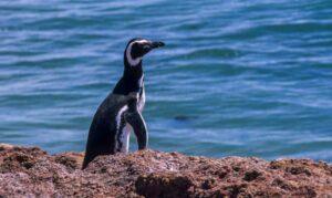 Aves piscívoras, cómo son, adaptaciones y ejemplos de especies