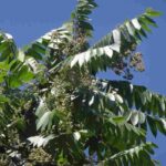 cedro-cedrela-odorata