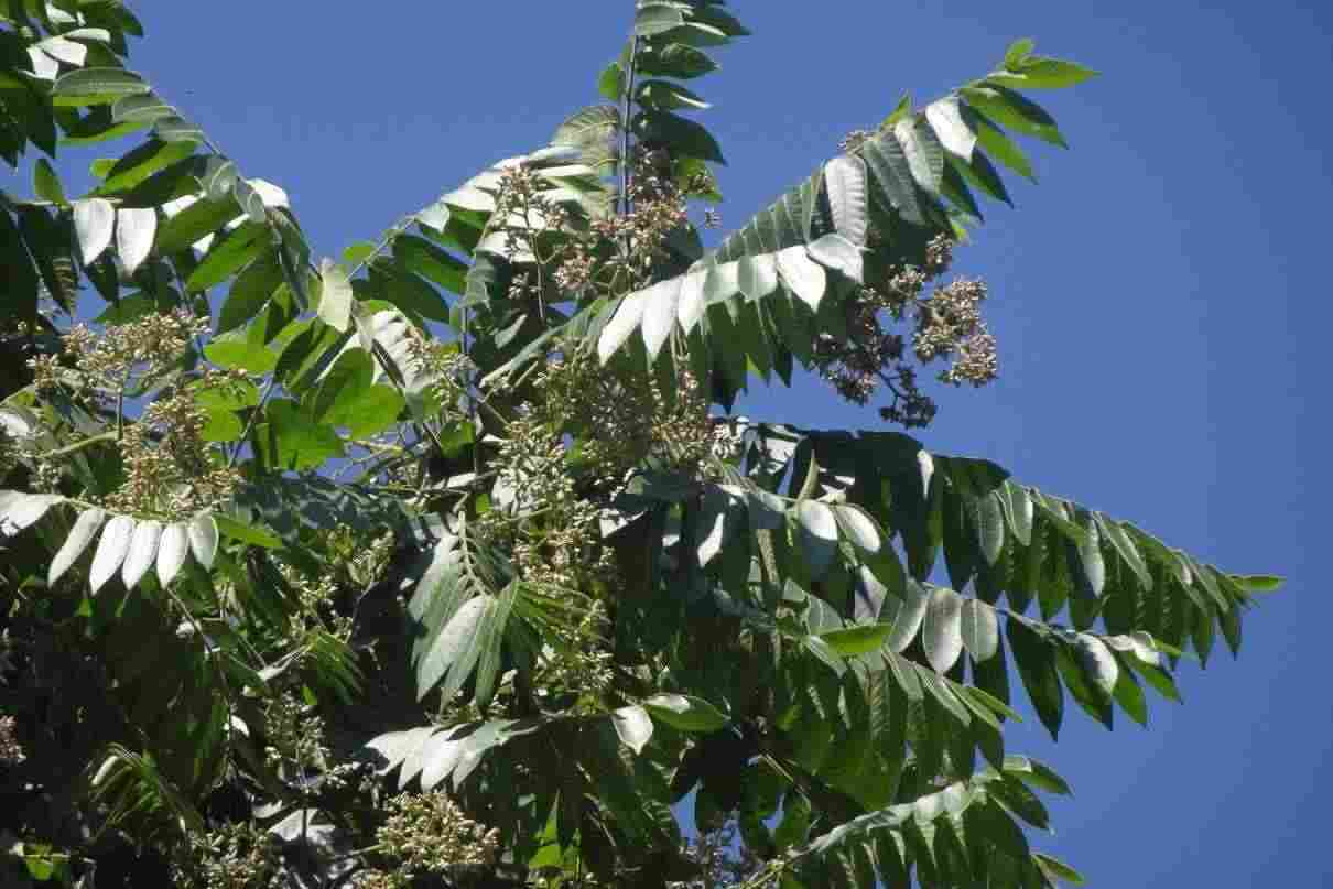 Cedro americano, Cedrela odorata