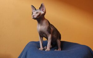 Cuánto cuesta un gato: desde cero a más de dos mil euros
