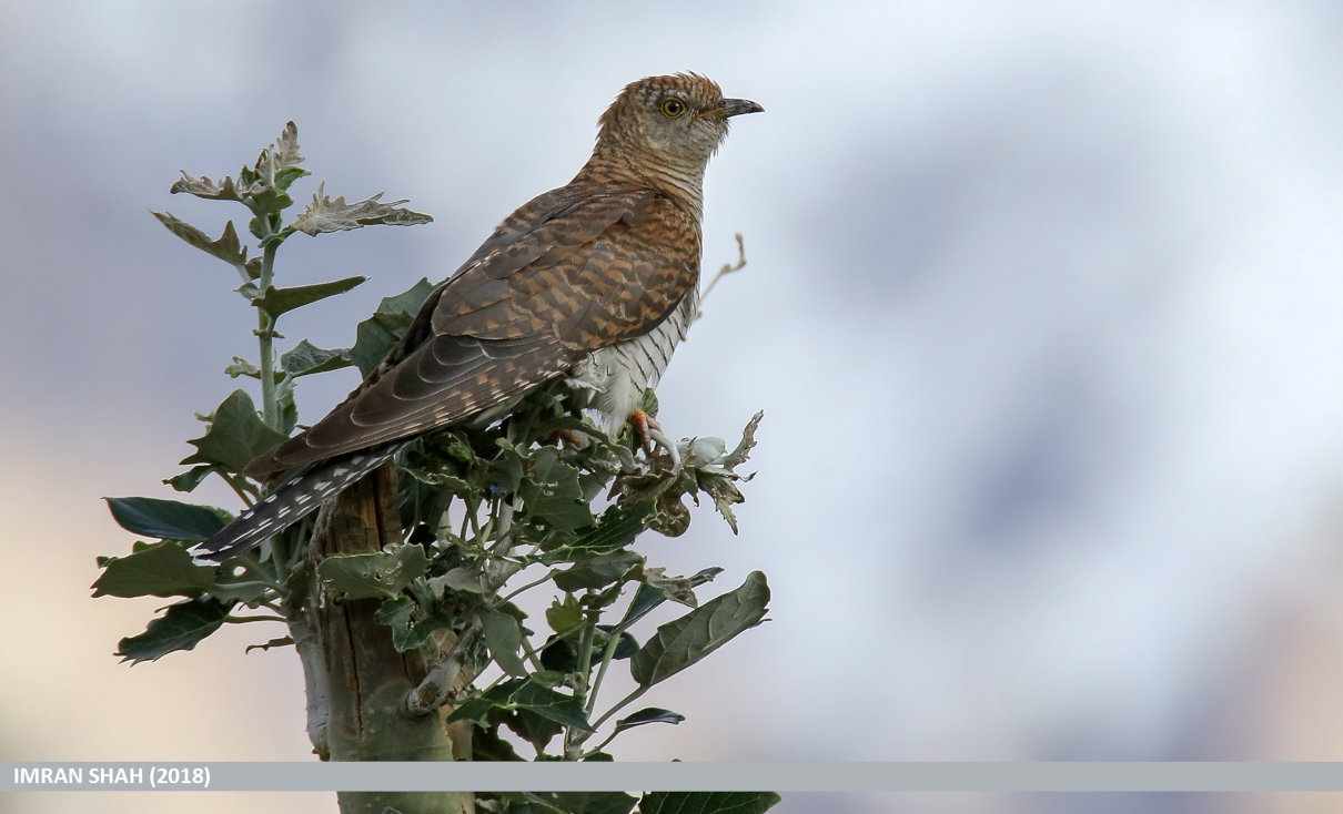 Especie Cuculus canorus, conocido como cuco.