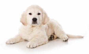 Golden Retriever cuidados y comportamiento de la raza