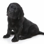 labrador-retriever