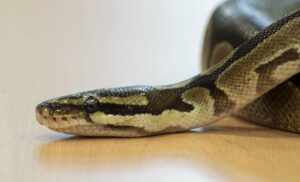 Mordeduras de serpientes: venenos, sus efectos y tratamientos