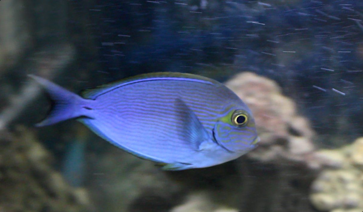 Pez cirujano mata, Acanthurus mata