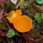 Peziza anaranjada, Aleuria aurantia peziza-anaranjada-aleuria-aurantia