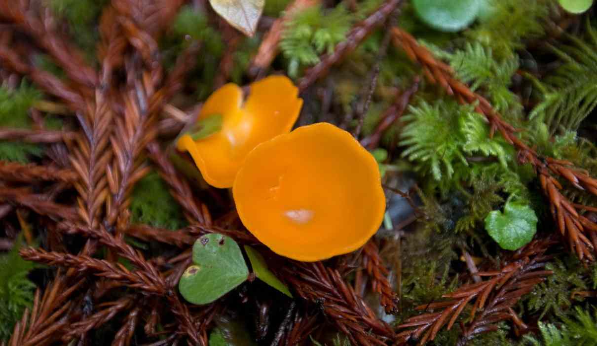 Peziza anaranjada, Aleuria aurantia