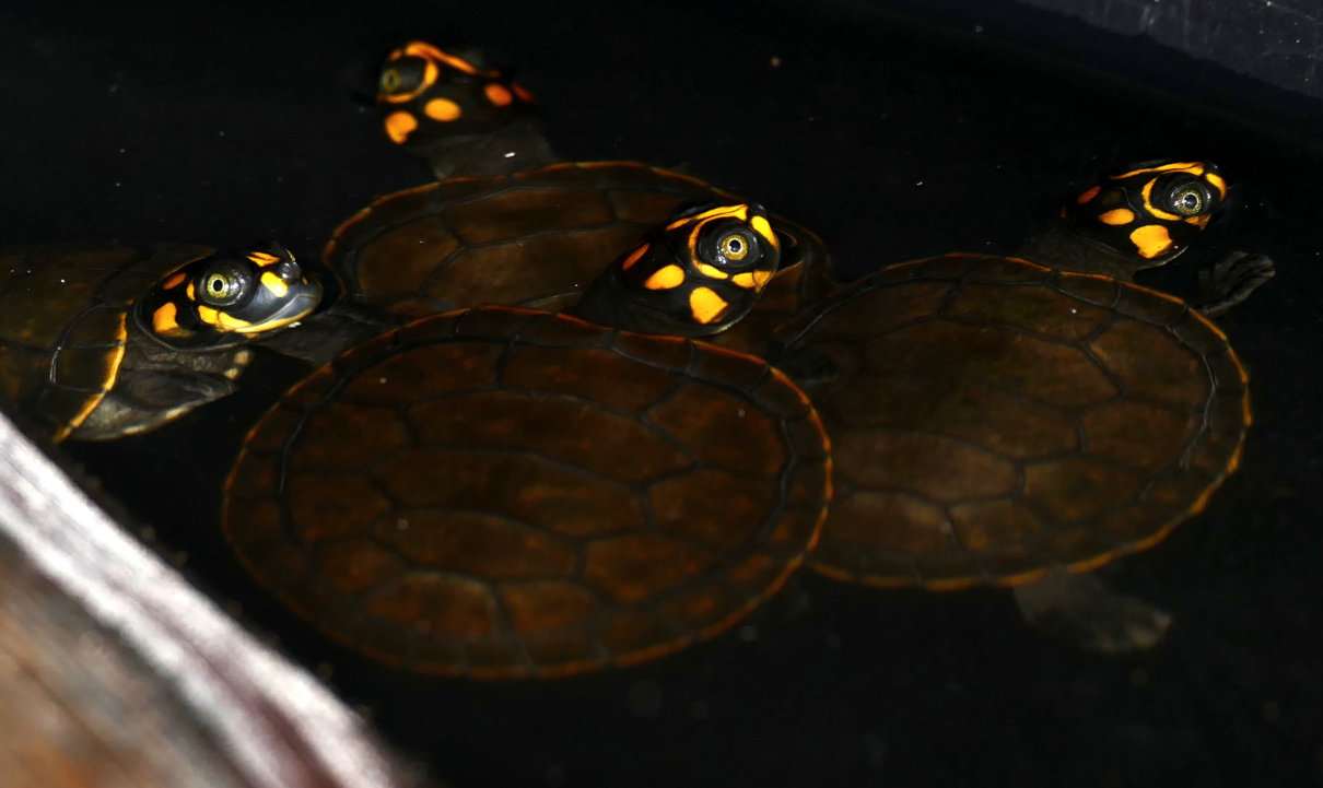 Tortuga de río con pintas amarillas, Podocnemis unifilis