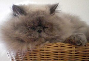 Por qué ataca un gato: instinto de una mascota temperamental