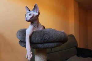 ¿Por qué los gatos amasan? Porque aman a su familia humana