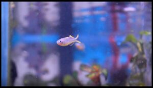 Popondetta furcata, Pseudomugil furcatus, ficha informativa
