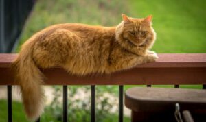 Razas de gatos grandes: elegancia y vistosidad felina