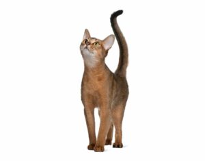 Razas de gatos más inteligentes, ejemplo de 4 muy especiales