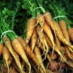 zanahoria-daucus-carota