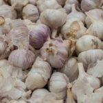 ajo-allium-sativum