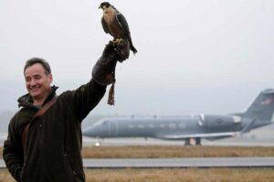 Aves de cetrería: el arte de la caza con pájaros de presa