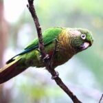Aves frugívoras, cómo son, características, tipos y ejemplos