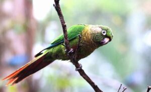 Aves frugívoras, cómo son, características, tipos y ejemplos