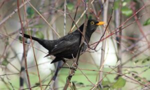 Aves que cantan al amanecer, armónico coro para el alma