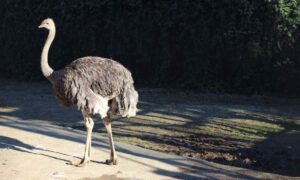 Aves que no vuelan: evolución y adaptación a otras capacidades