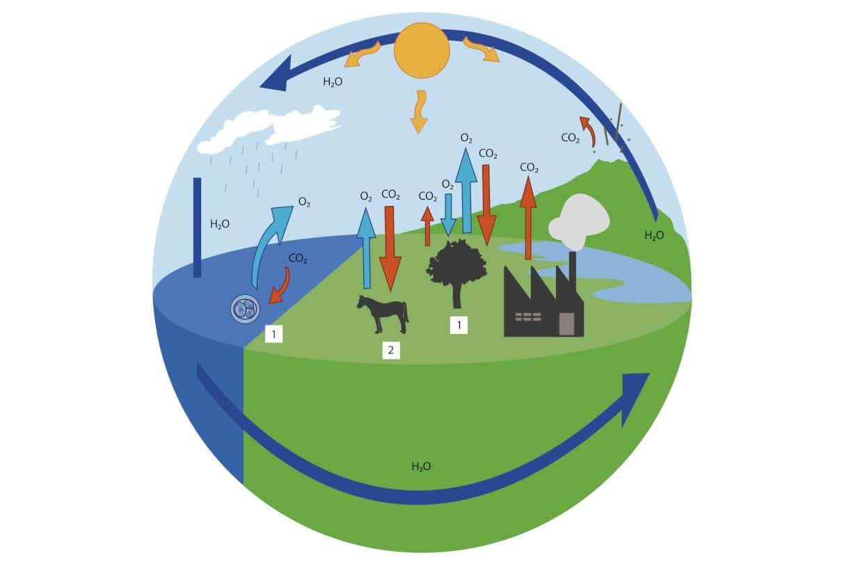 Ciclos biogeoquímicos