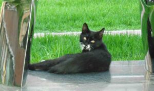 Cómo saber la edad de un gato, en sus dientes está la clave