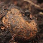 elaphomyces-granulatus-criadilla-de-ciervo