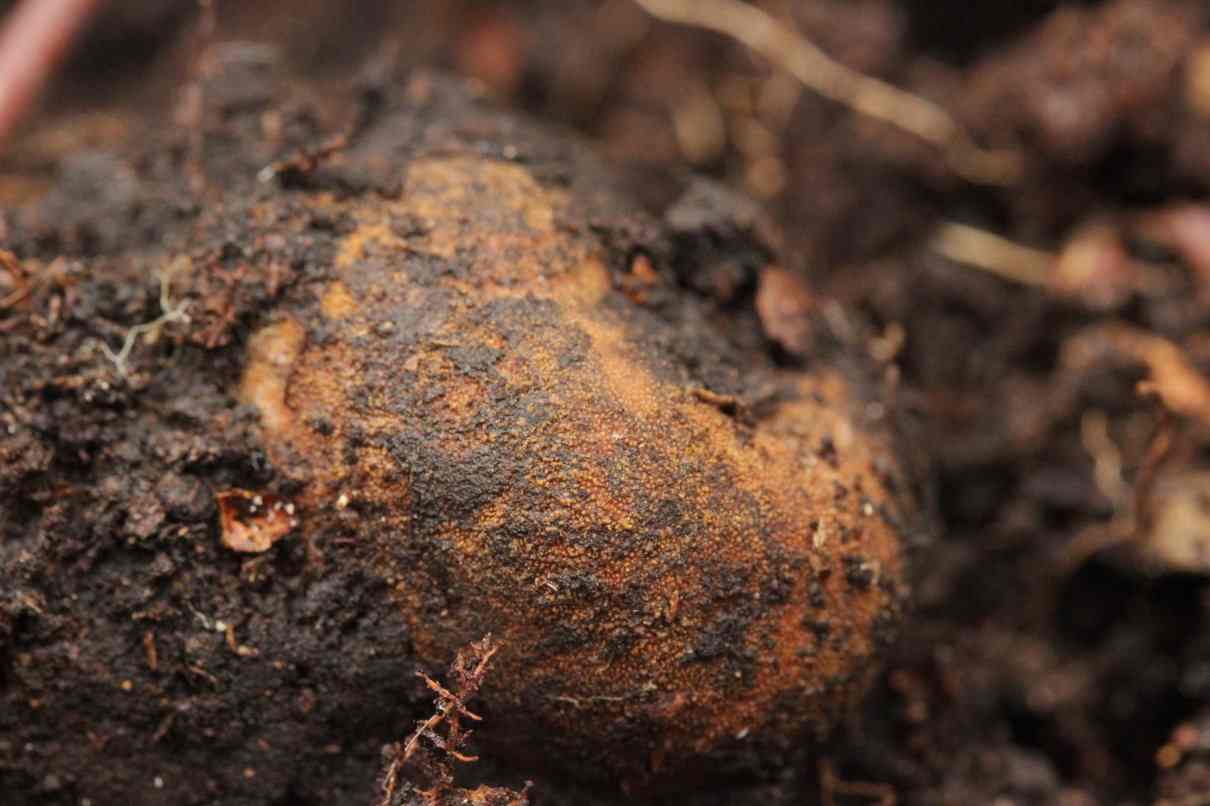 Elaphomyces granulatus, criadilla de ciervo, hongo no comestible