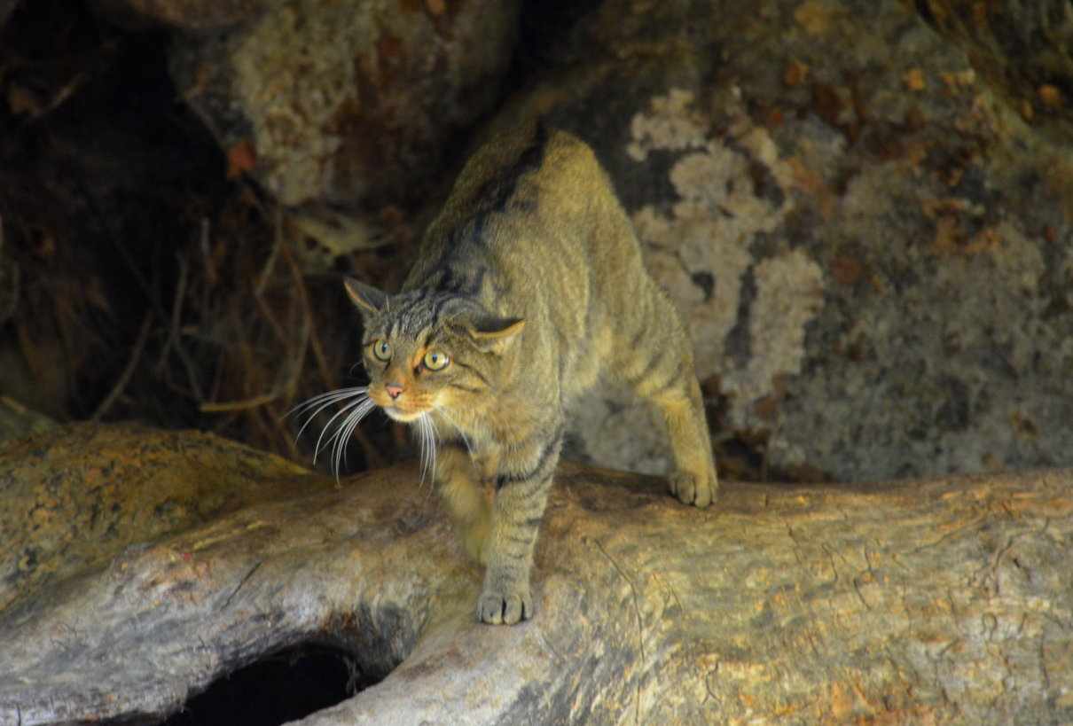 Gato montés: Felis costumbres, hábitat y reproducción