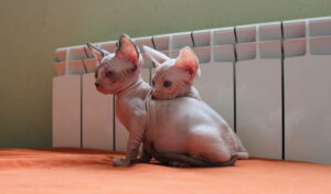 Razas de gatos más exóticos ¡Hermosos contrastes!