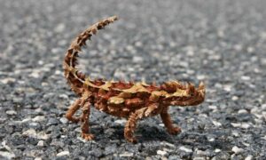 Lagarto espinoso, Moloch horridus, y su llamativa piel