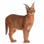 lince-africano-caracal