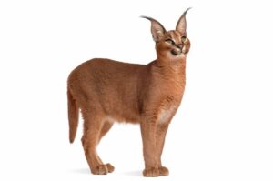 Lince africano, Caracal caracal, información de la especie