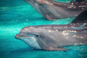 Mamíferos que viven en el mar, adaptación al nivel máximo