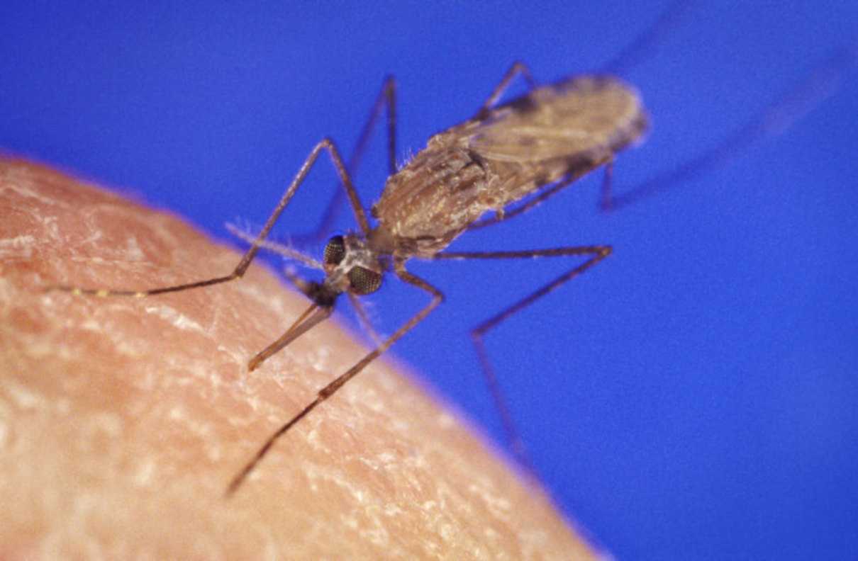 Mosquitos más peligrosos: el animal más mortífero mide unos milímetros