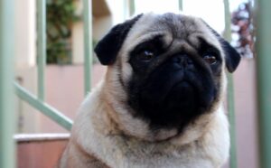 Perros más bonitos entre todas las razas  !Ternura y lealtad¡