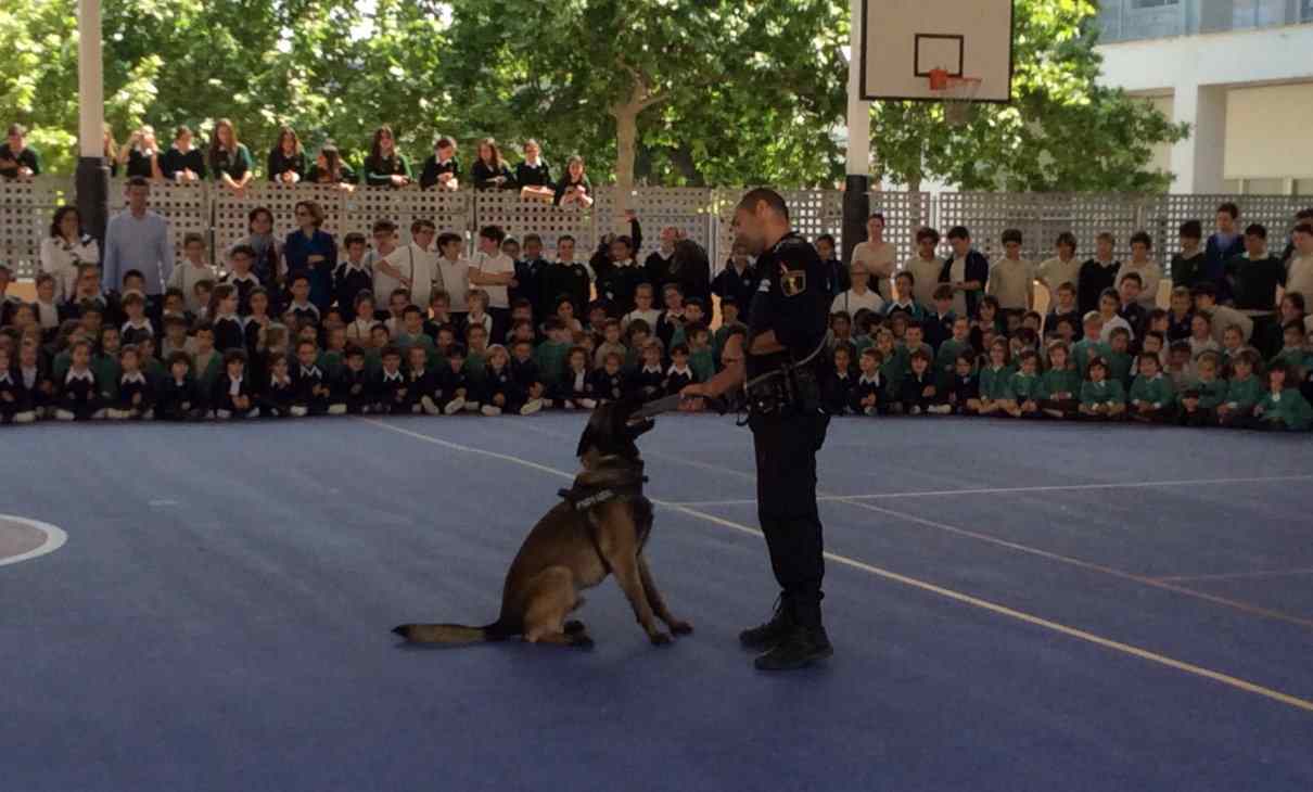 Perros policías: simbiosis perfecta entre el hombre y su mejor amigo