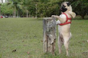 Perros que no crecen: los compañeros perfectos para los pisos pequeños