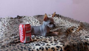 Estas son las razas de perros que no sueltan pelo, descúbrelas