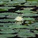 plantas-acuaticas-hidrofitas