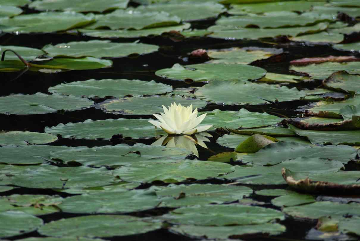 Plantas acuáticas, hidrófitas