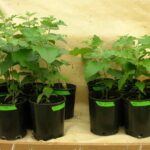 plantas-transgenicas