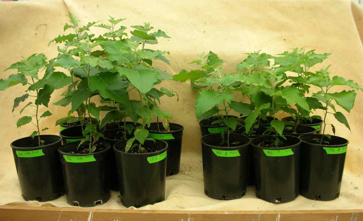 Plantas transgénicas