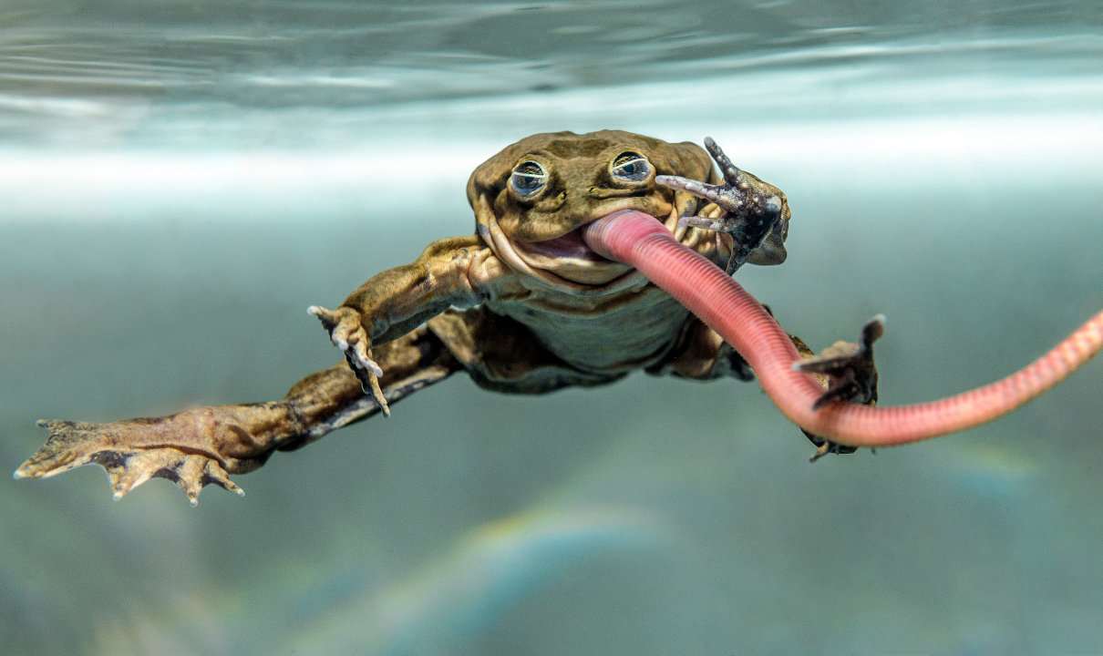 Rana gigante del Titicaca, Telmatobius culeus, la más grande del mundo