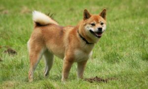 Razas de perros japoneses ¡Fortaleza y garbo!