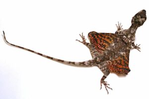 Los reptiles más raros del mundo y sus sorprendentes habilidades