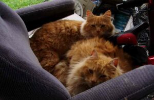 Cómo tomar la temperatura a un gato, conocimientos prácticos